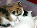 caramel 06-04 015